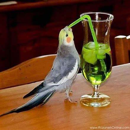 can birds drink alcohol