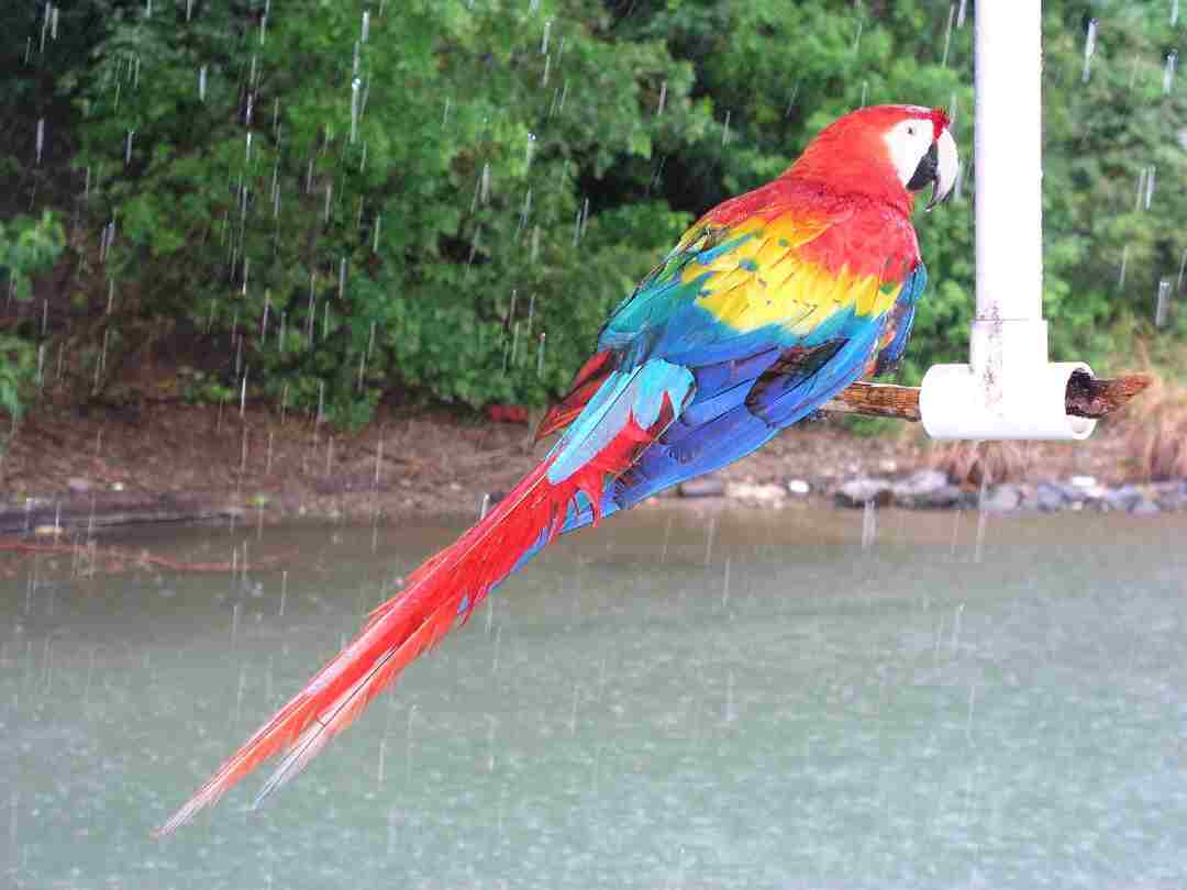 How to Identify Different Parrot Species and Their Habits