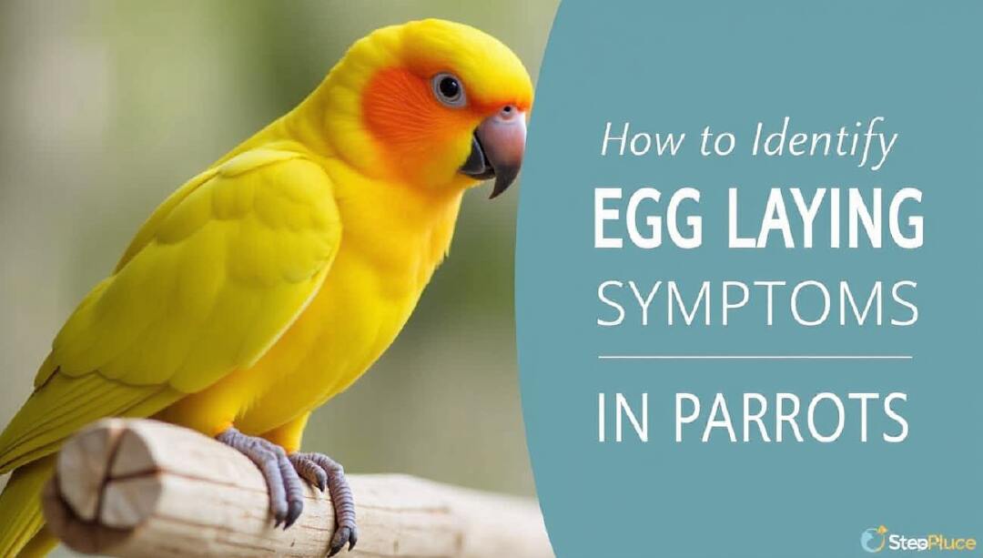 How to Identify Egg Laying Symptoms in Parrots